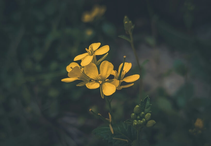לשוב מן השבי: בין אבל לבנייה מחדש